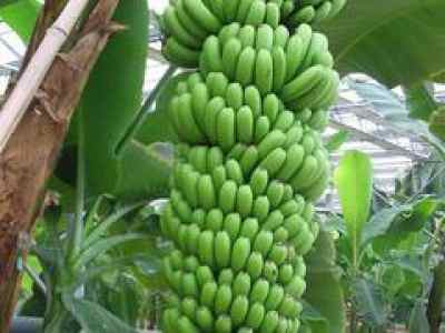 如何尋找聲譽(yù)良好的香蕉供應(yīng)商以開(kāi)展農(nóng)副產(chǎn)品促銷